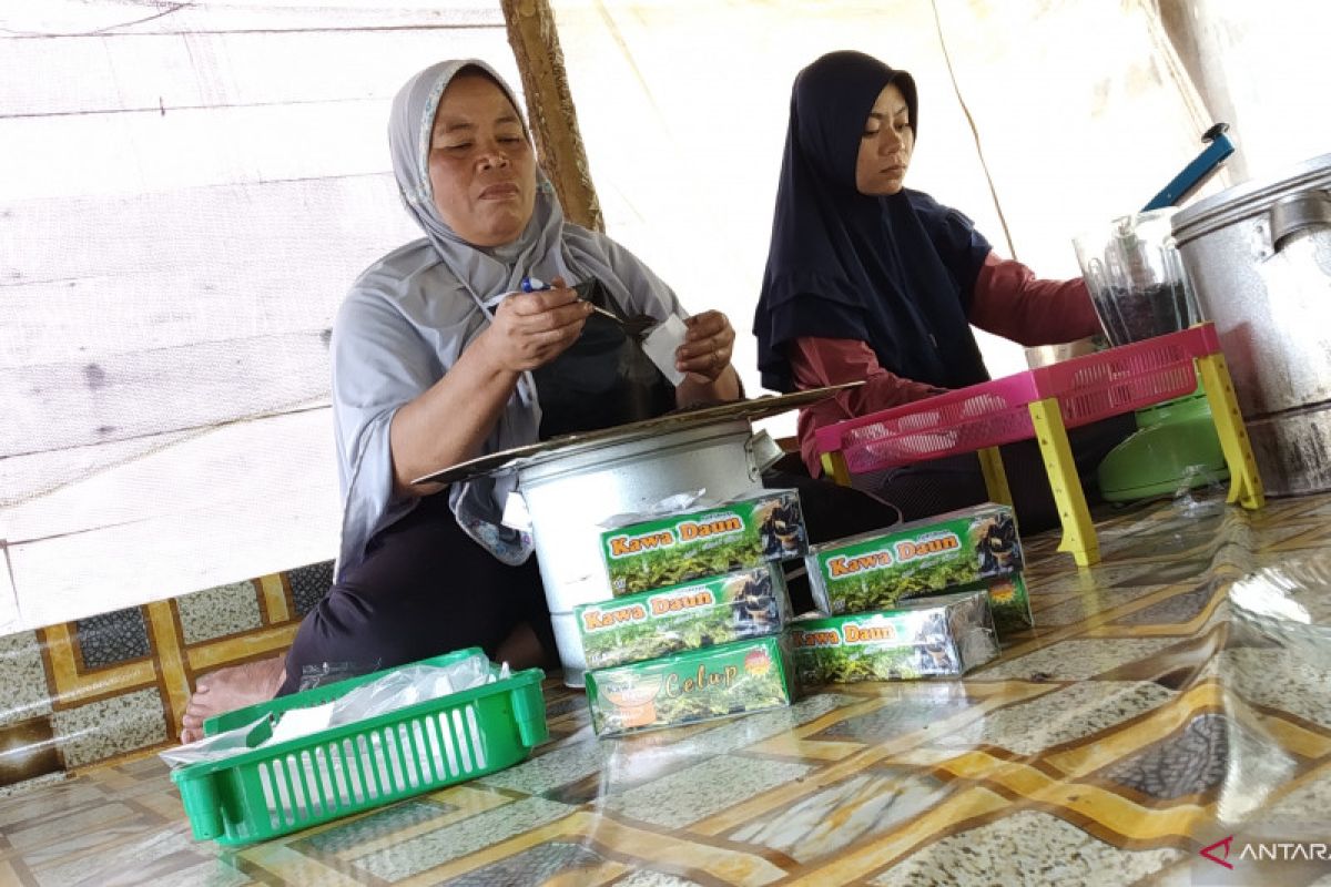 Kawa Daun, Kopi Khas Tanah Datar sejak Zaman Belanda