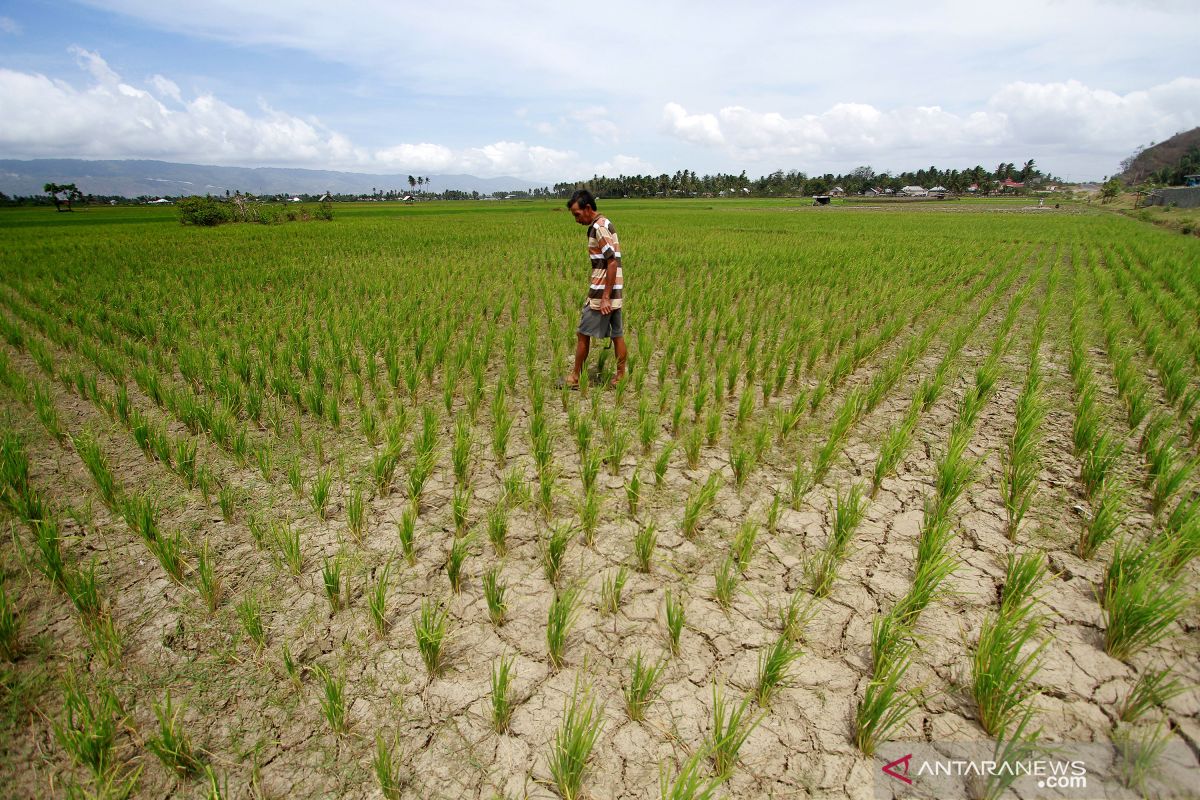 Puluhan hektare lahan pertanian di Pilohayanga Barat butuh air