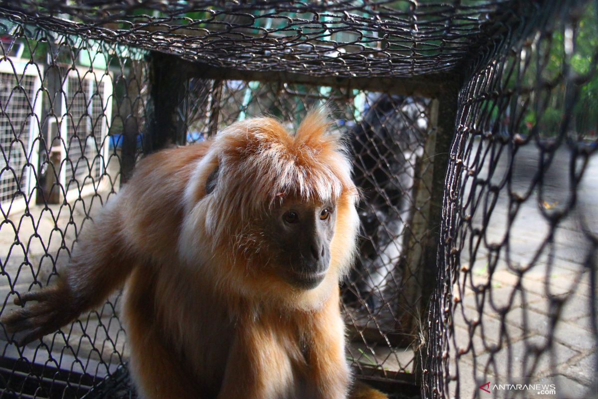 White-headed langur found in customary forest Tapin