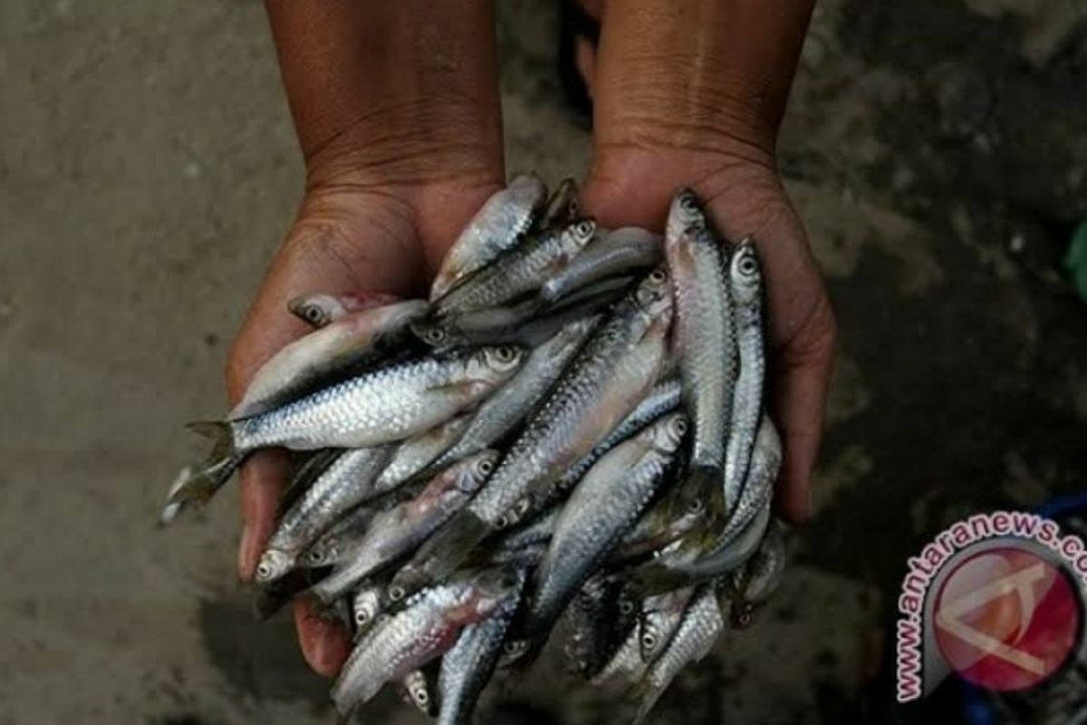 Ikan Depik  primadona di Dataran Tinggi Aceh