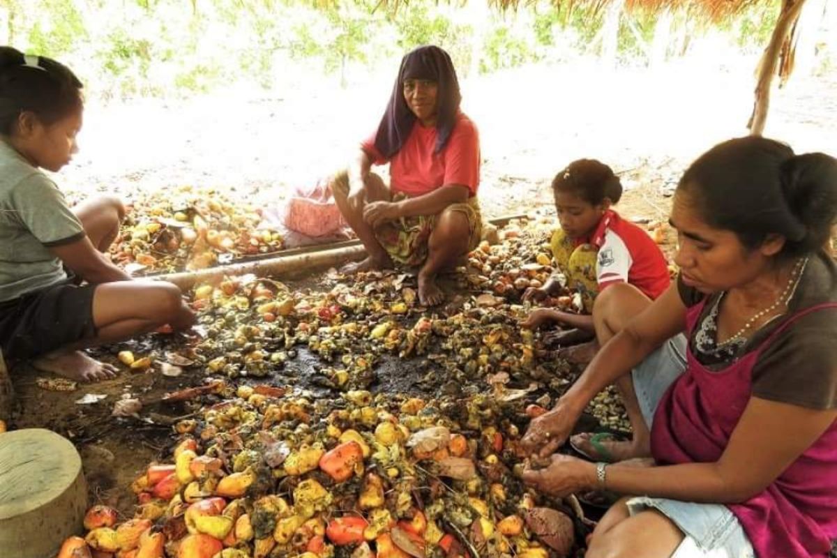 Akibat cuaca buruk produksi mete menurun