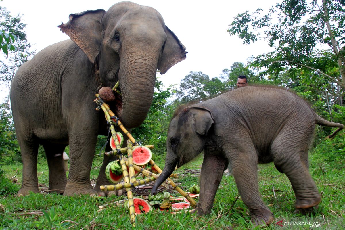 Ekowisata gajah liar diharap dapat terlaksana di Bener Meriah