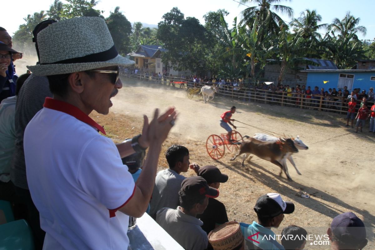 Lomba karapan roda sapi tradisional digelar di Pulubala
