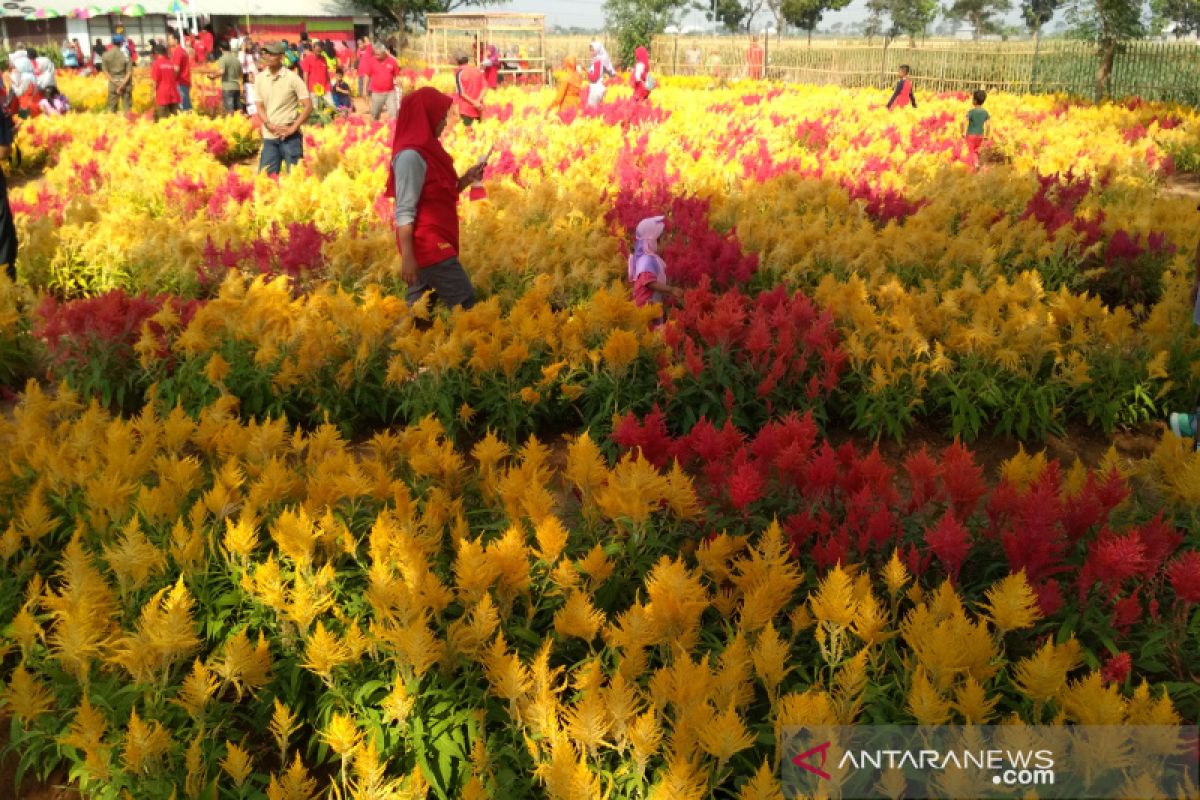 Kudus miliki objek wisata baru taman bunga celocia