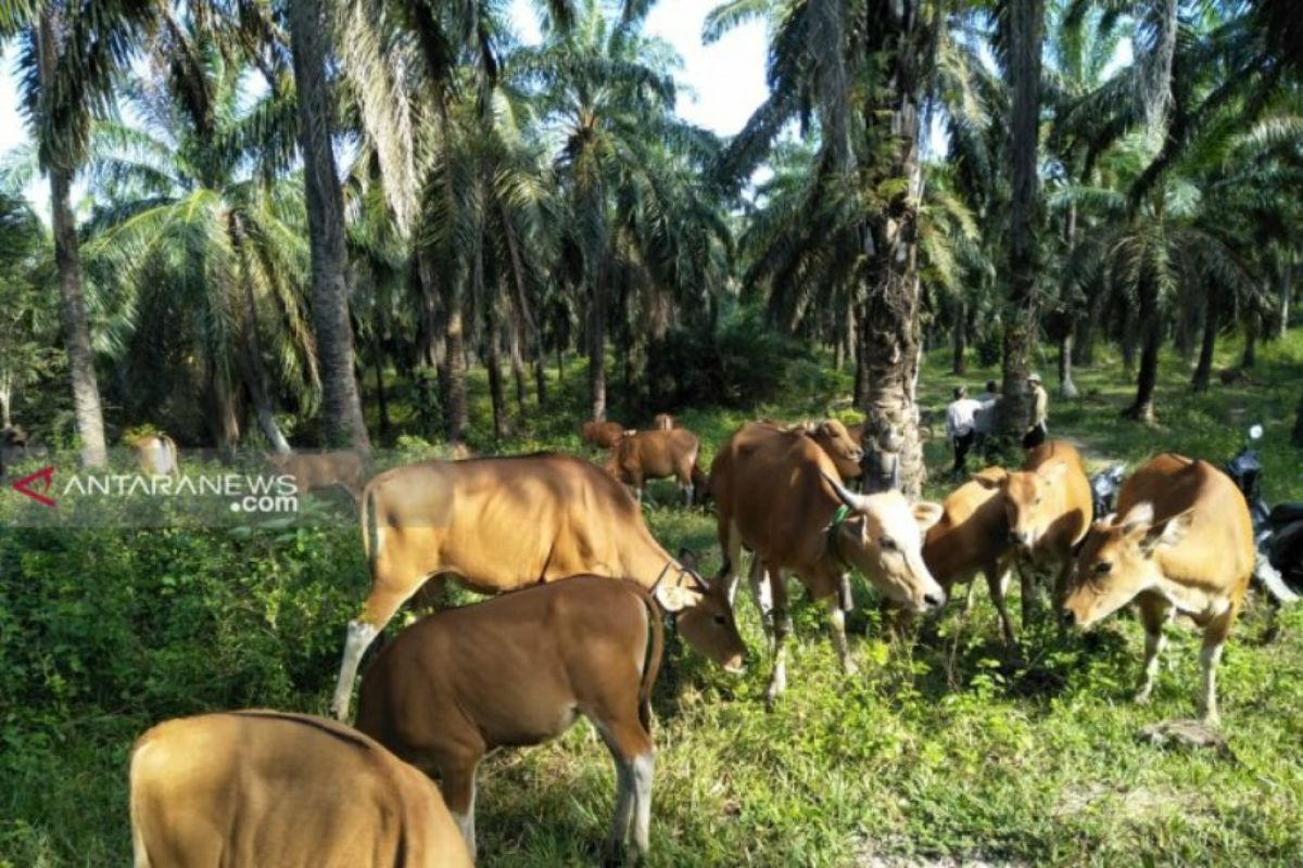 Pemkab Paser Salurkan 117 ekor sapi Kepada Peternak