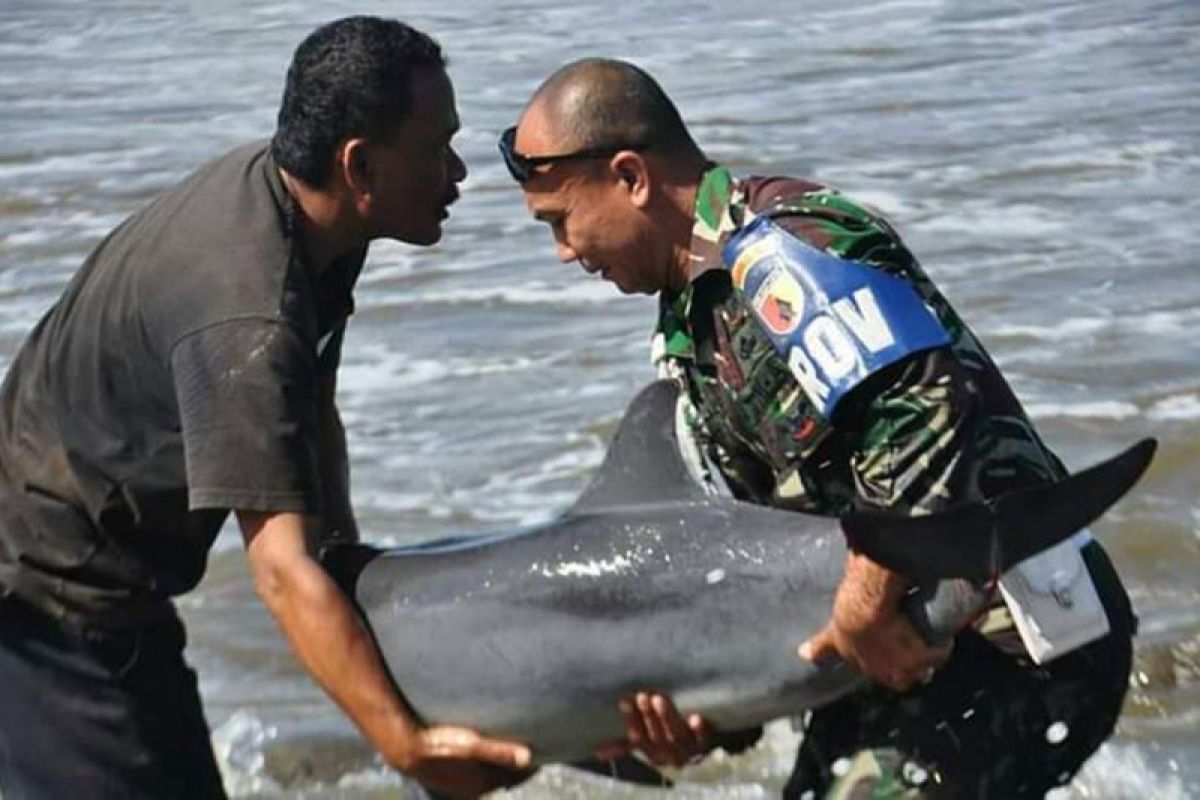 Anggota TNI selamatkan ikan lumba-lumba terdampar di Tulungagung