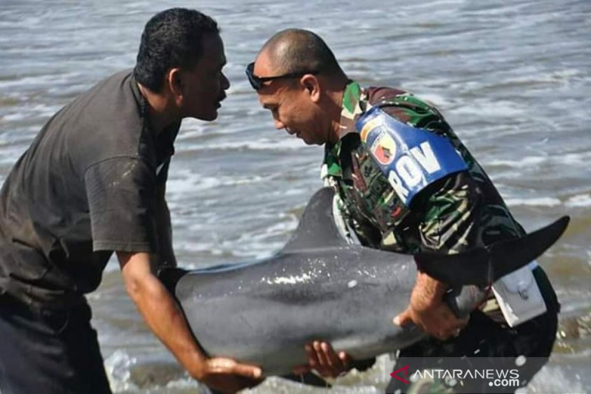 TNI selamatkan ikan luimba-lumba terdampar di Pantai Tulungagung