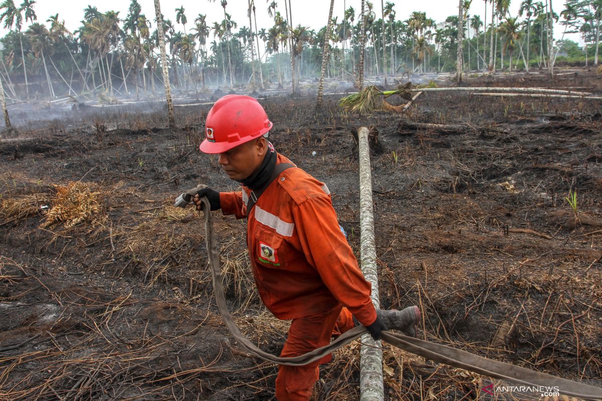 Kebakaran lahan gambut meluas di pesisir Riau