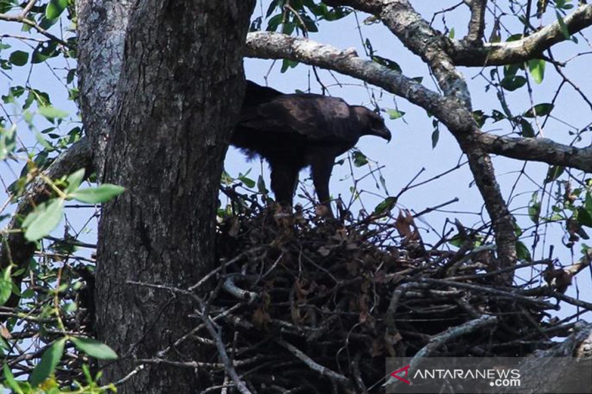 Kabar Gembira, Elang Brontok Top Predator Pulau Curiak Menetas