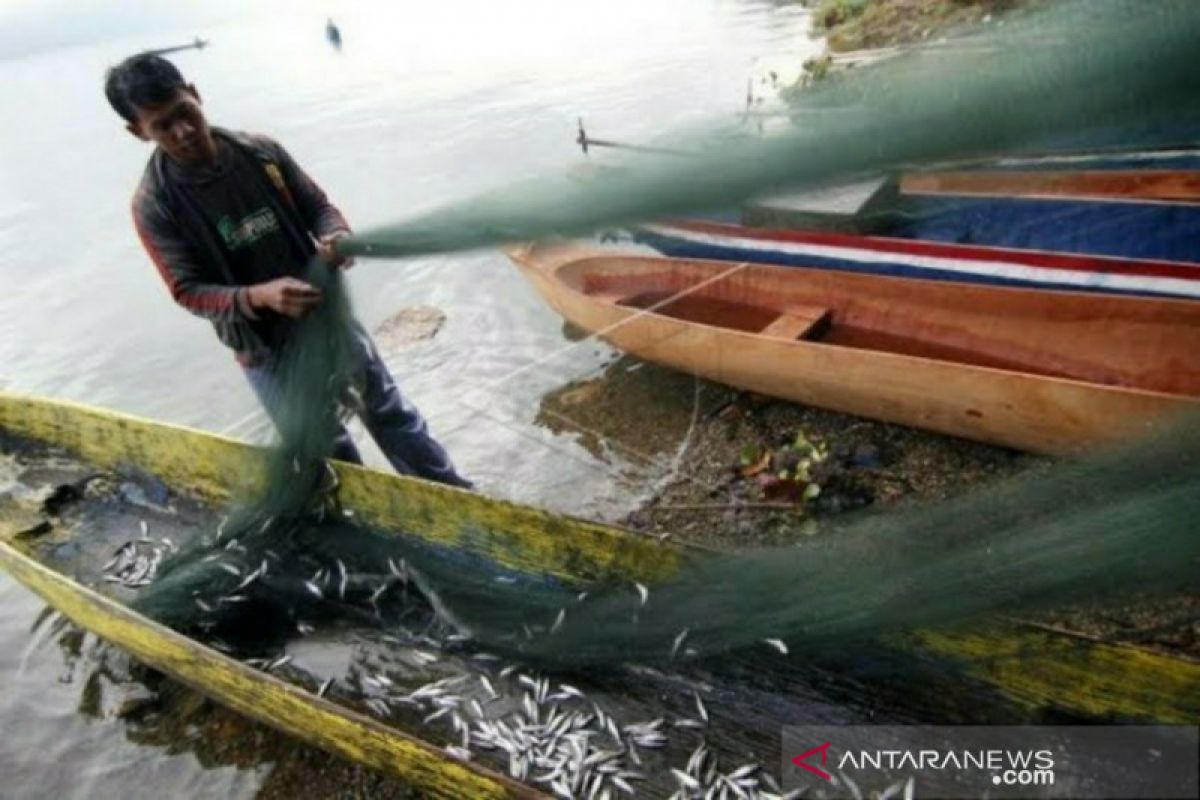 Produksi ikan di Danau Lut Tawar terus menurun