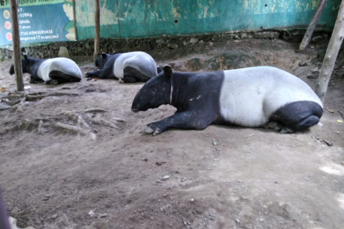 Seekor tapir terjerat di TN Bukit Tigapuluh