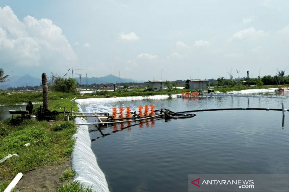 Pemkab Kulon Progo targetkan tambak udang selatan BIY dikosongkan September