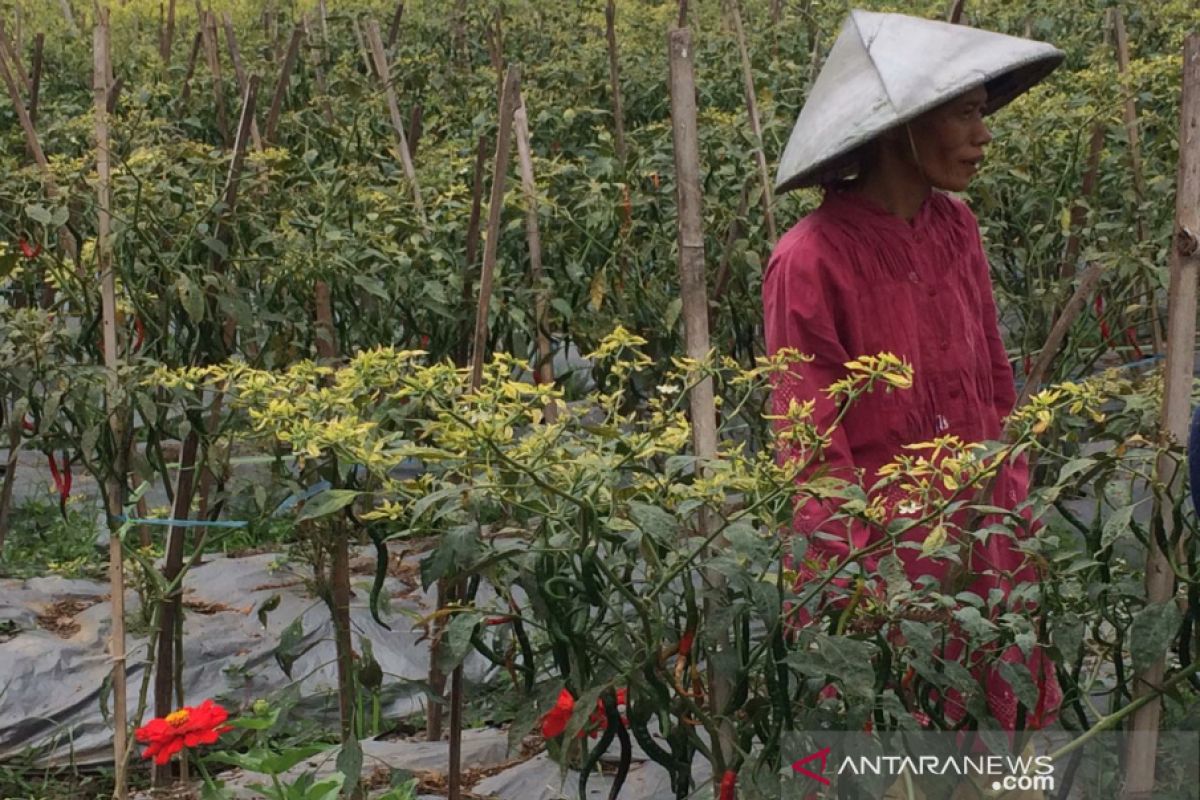 Petani cabai di Sleman resah karena marak pencurian