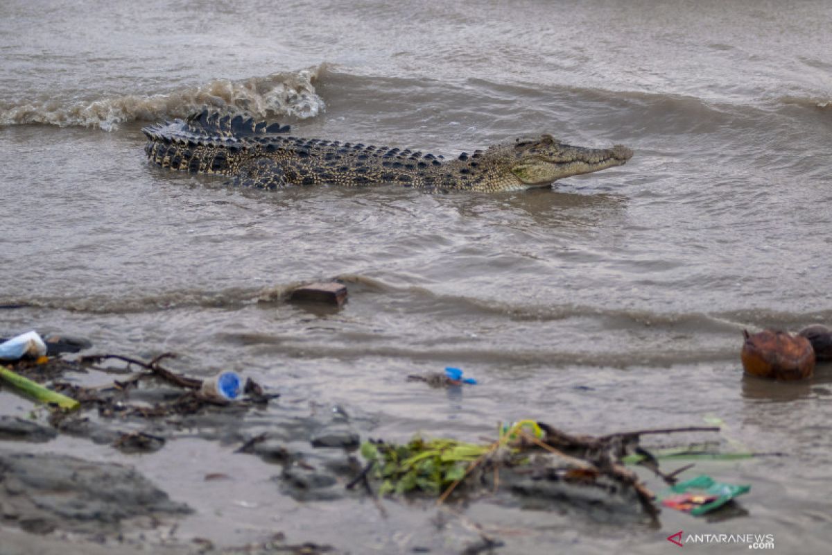 Seorang warga Tulang Bawang tewas diterkam buaya saat cari ikan