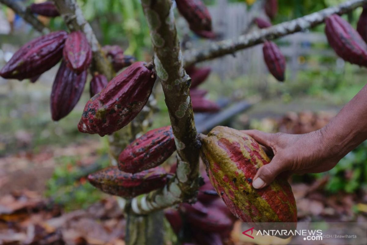 Cokelat Ransiki yang umami melindungi bumi