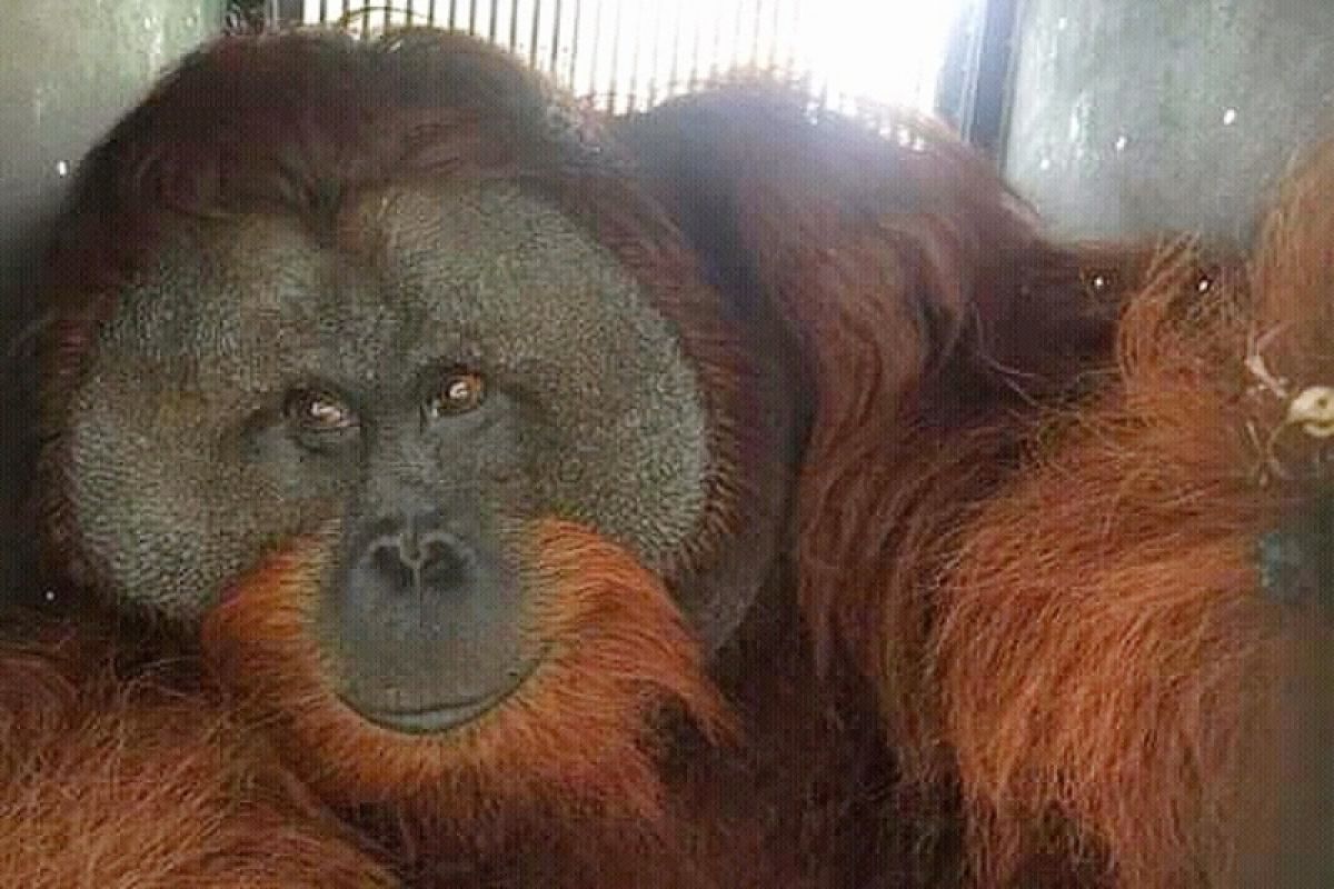 Perlu dua jam mengevakuasi orangutan raksasa berusia 25 tahun ini