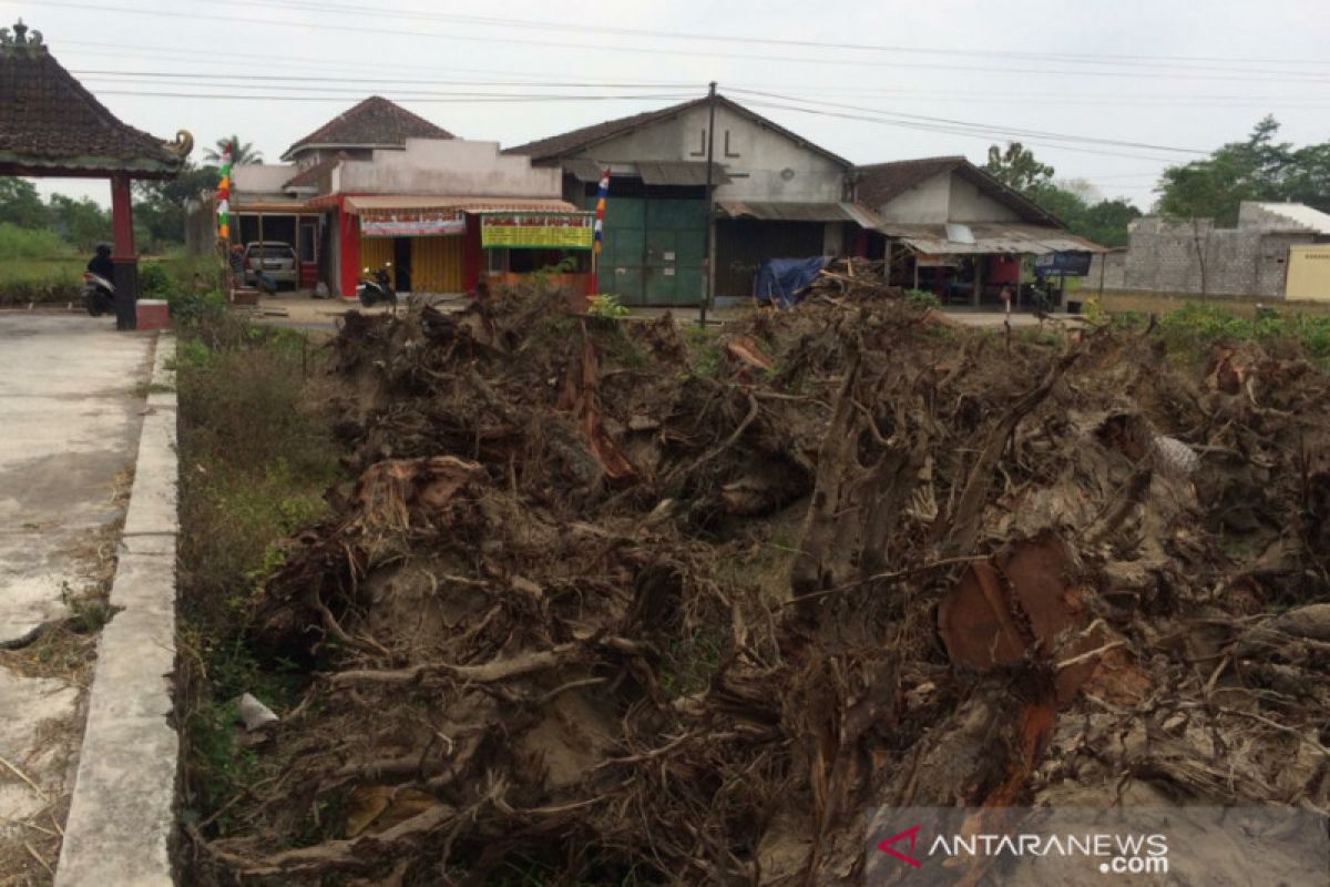 Sleman minta pohon perindang jalan terdampak proyek dikembalikan