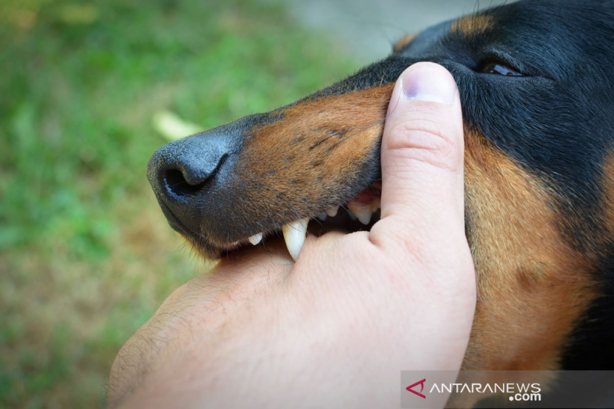 Artikel - Dilema pencegahan rabies di tengah ketiadaan VAR