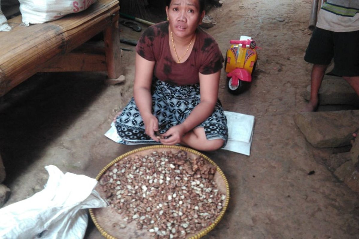 Petani Badui didorong terus kembangkan tanaman kencur