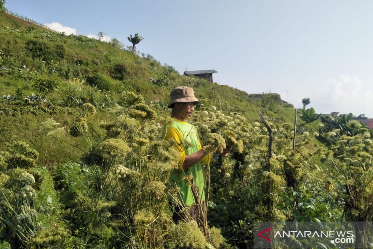 Bantuan benih unggul untuk petani yang gagal panen