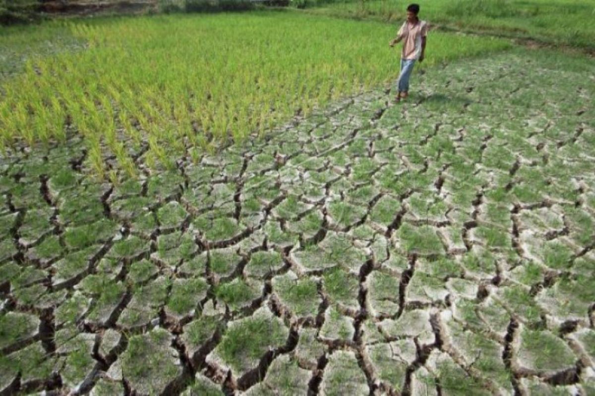 2.169 hektare sawah di Sumsel terancam gagal panen, mayoritas tadah hujan