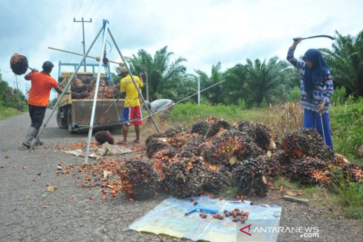 Pemkab Muaraenim targetkan  peremajaan kebun sawit seluas 5.000 Ha