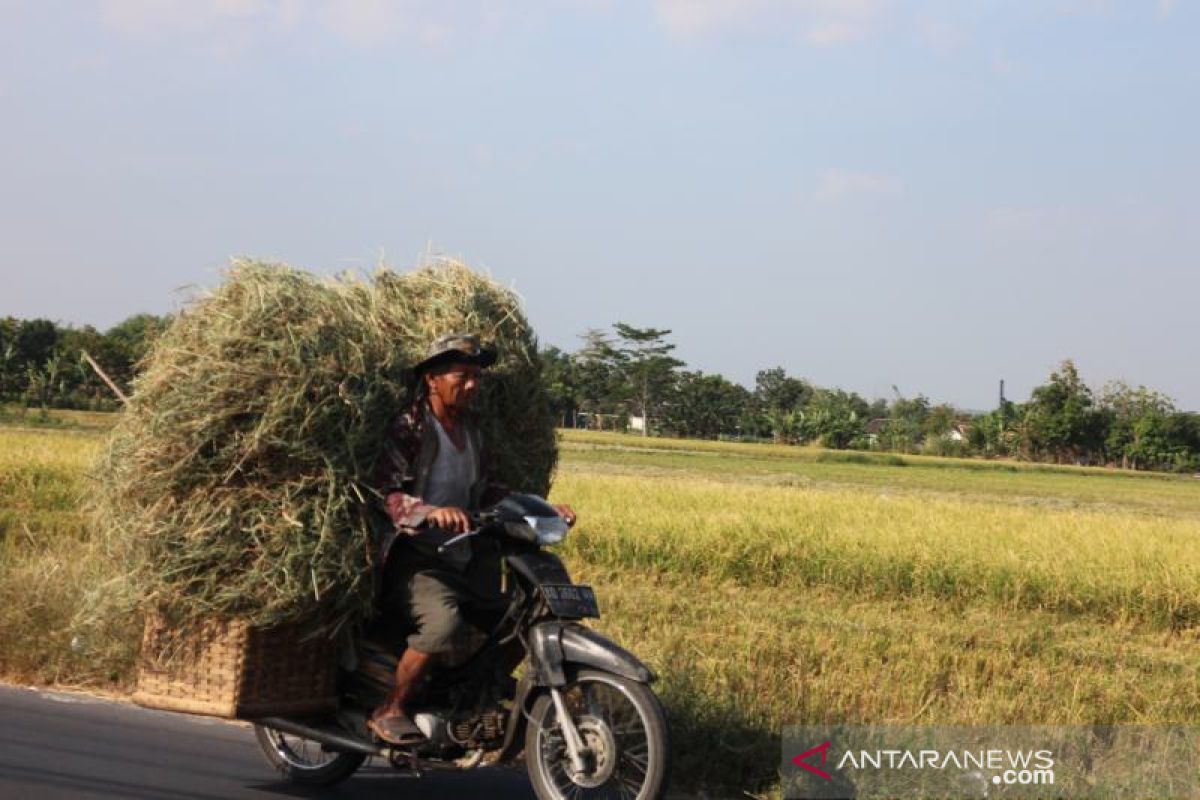 1.392 hektare lahan tanaman padi di Boyolali kekeringan