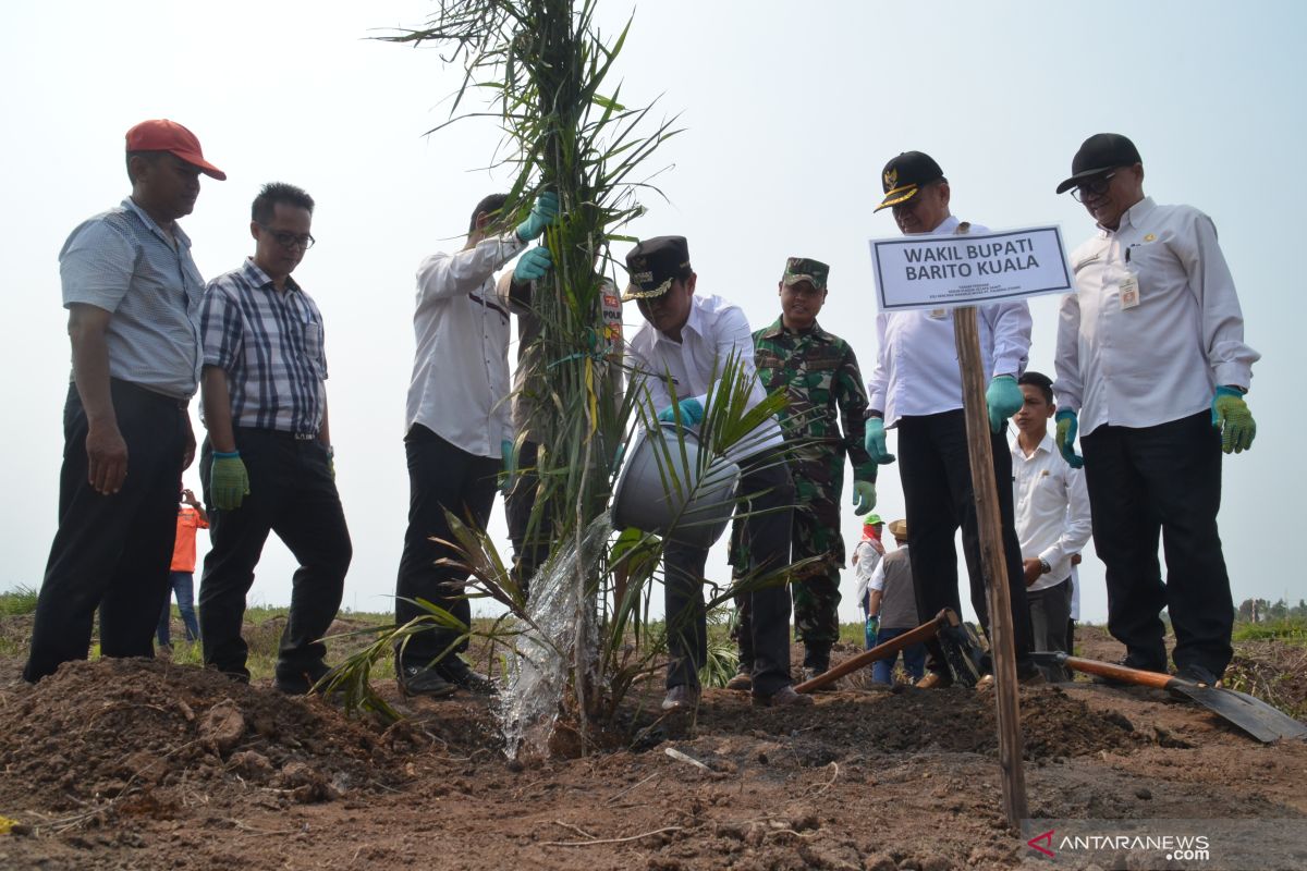 Palmina-Kencana Makmur tanam kelapa sawit di Jejangkit