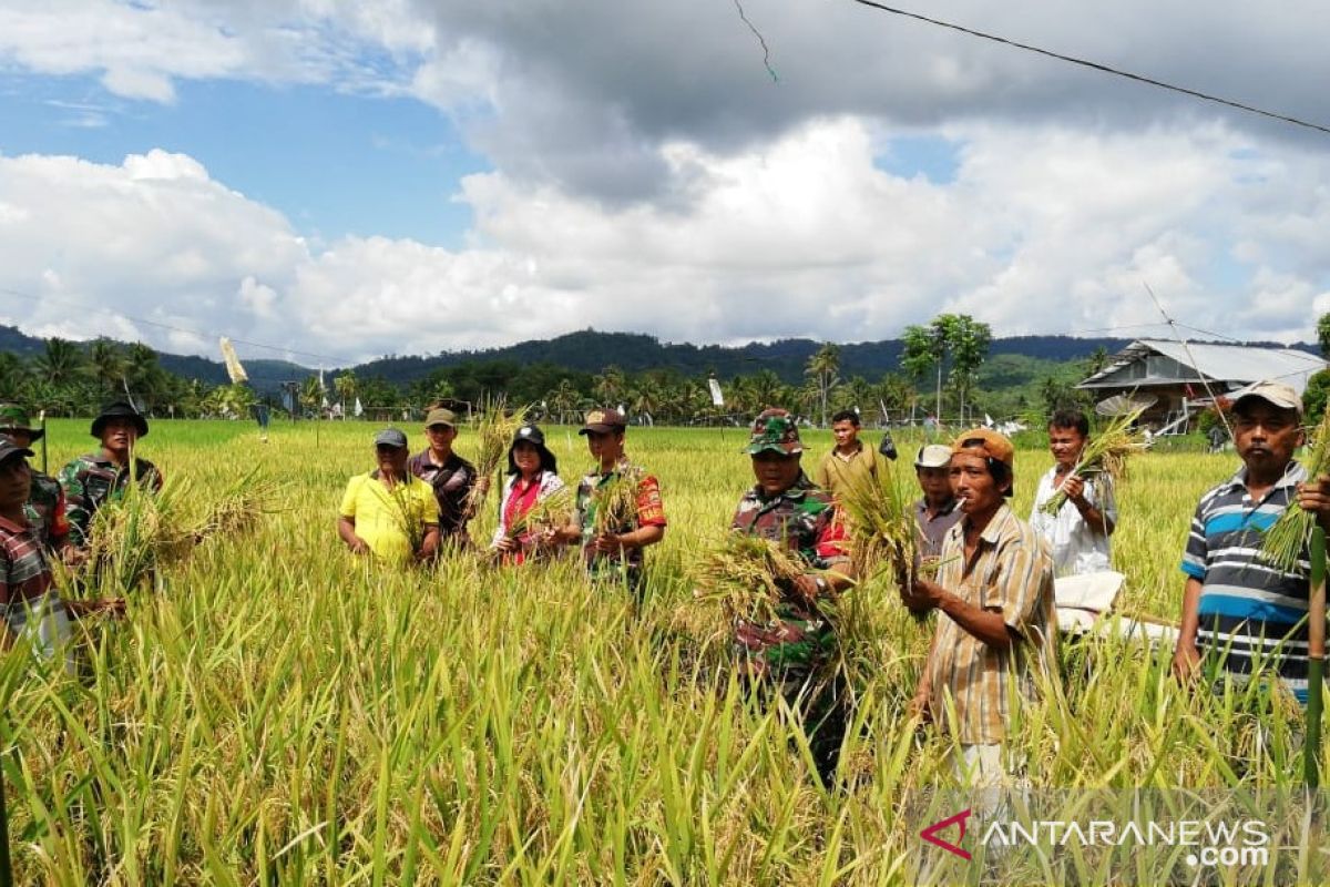 Mahasiswa Polbangtan Medan terlibat panen perdana padi di Nias