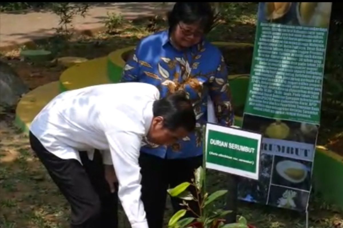 Presiden tanam  Durian Serumbut di Pontianak