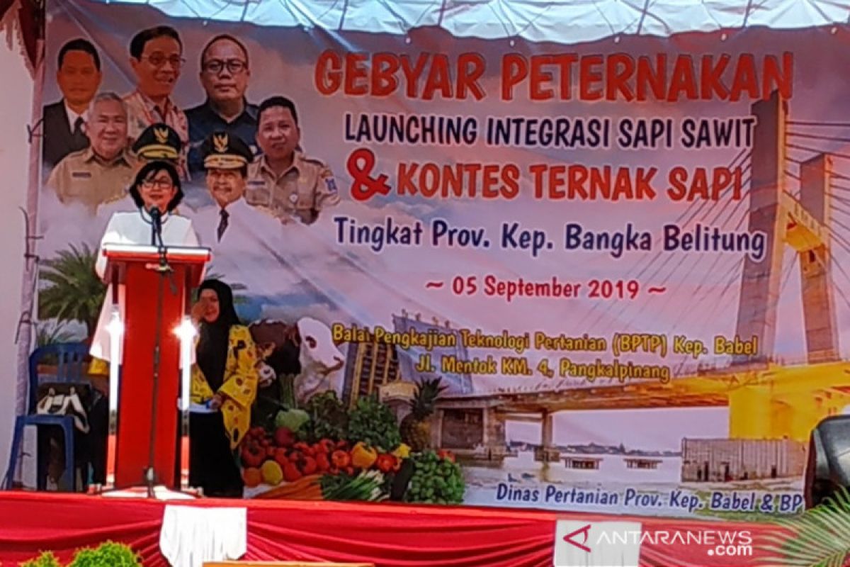 Bangka Belitung jadi daerah lumbung ternak sapi potong