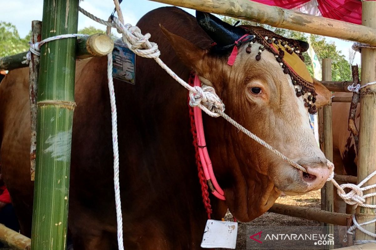 Kementan kembangkan peternakan sapi Belgian Blue di Bangka Belitung