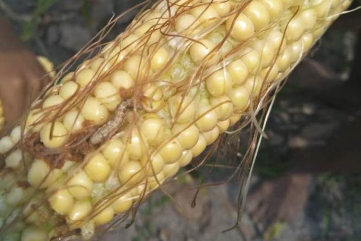 Ulat serang 20 hektare lahan jagung di Kabupaten Gumas