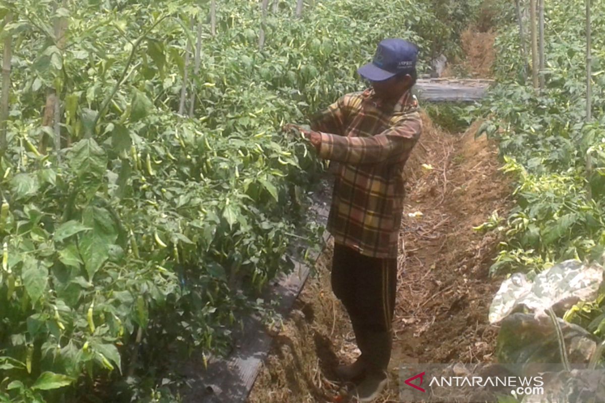 Petani Rejang Lebong tanami sawah kekeringan dengan cabai putih