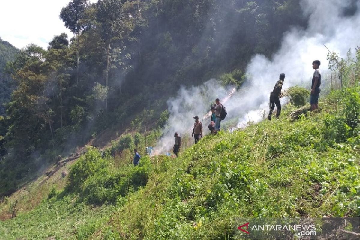 Polres Madina temukan lima hektare lahan ganja di Panyabungan Timur