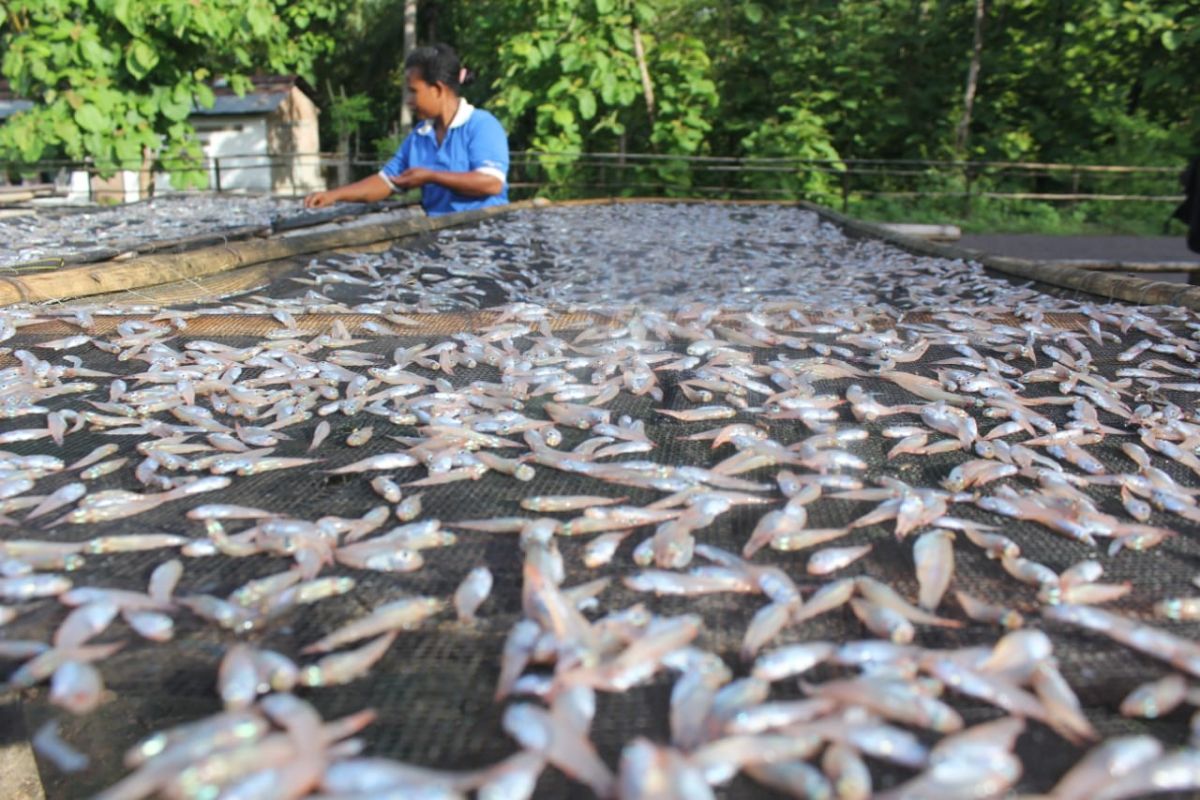 Bumdes Hadakewa dapat bantuan Rp400 juta kembangkan usaha ikan teri