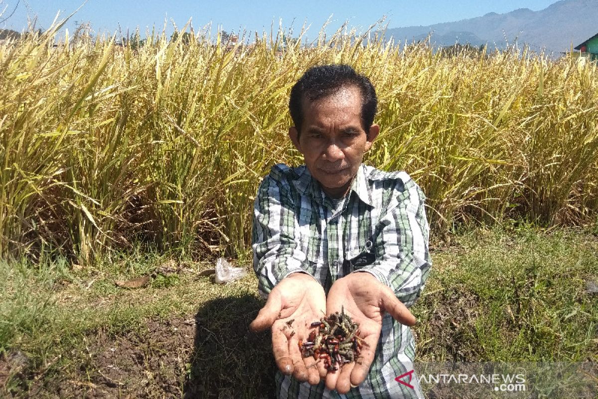 Hama ulat rusak tanaman padi siap panen