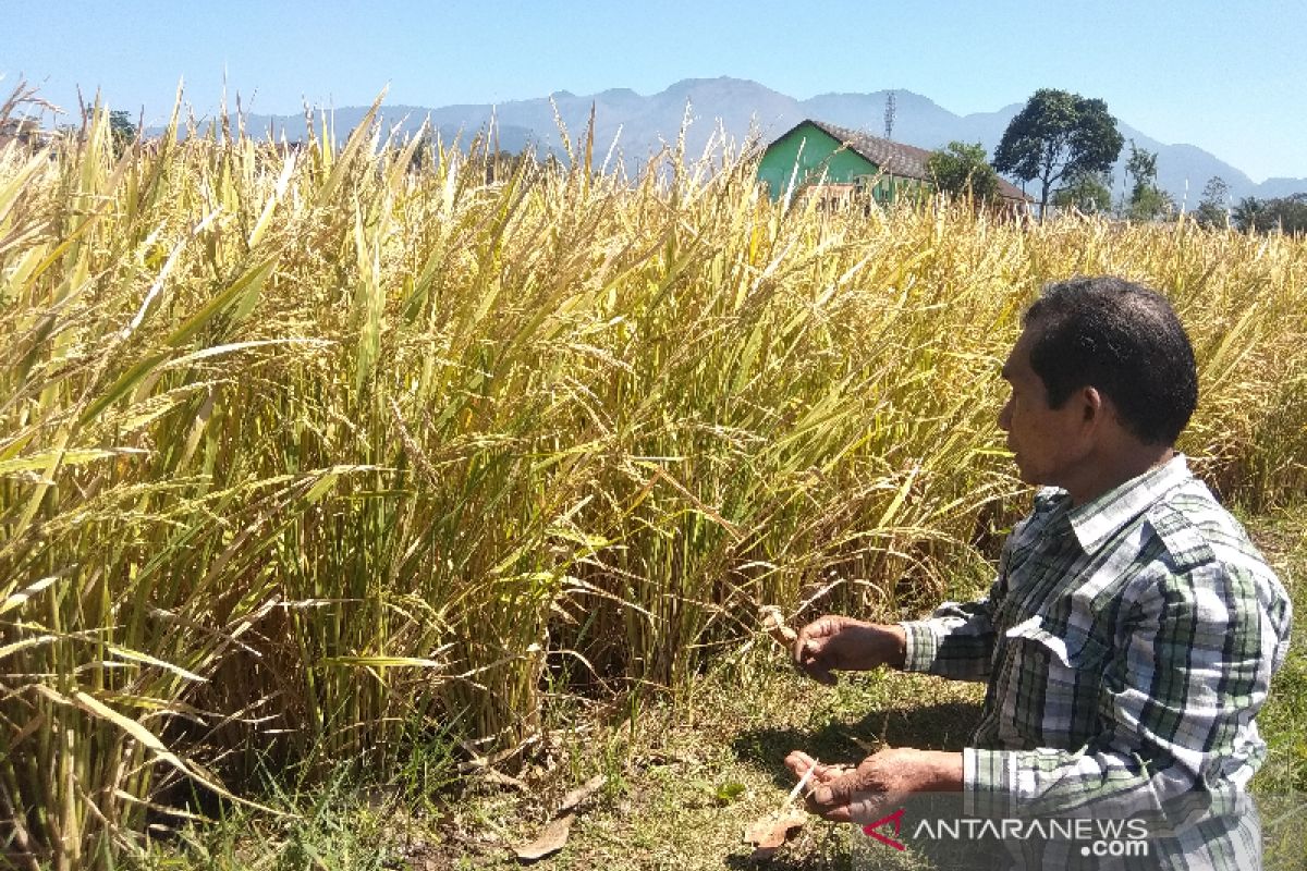 Pemkab Garut optimistis produksi padi aman meski ada serangan hama