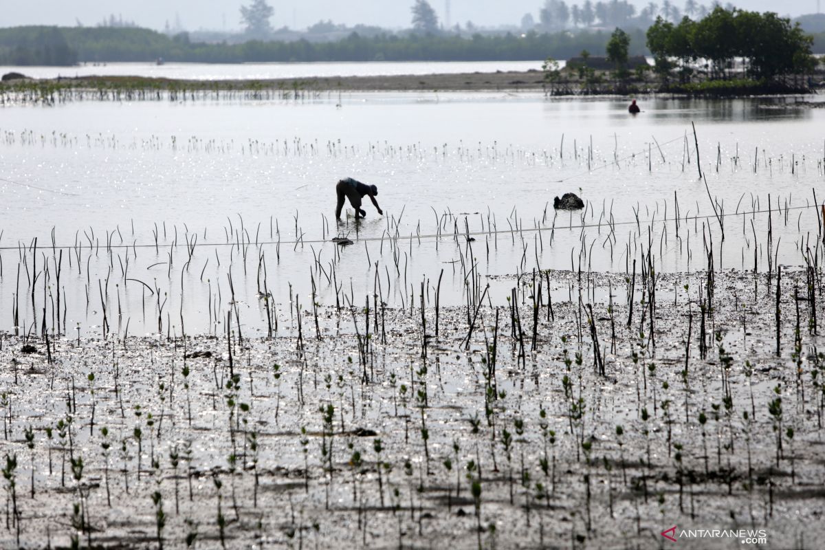 LSM dorong Pemerintah Aceh tetapkan kawasan konservasi  pesisir