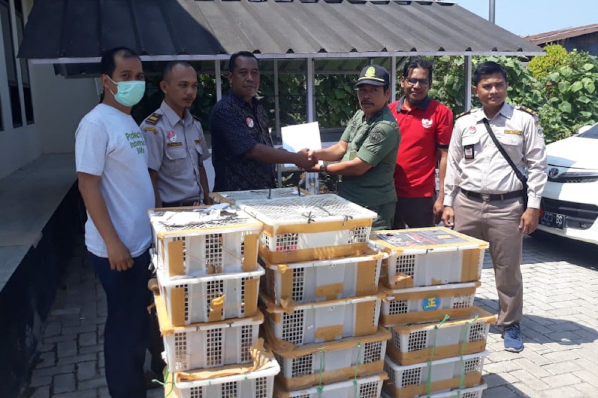 Balai Karantina Bandarlampung gagalkan penyelundupan 1.187 ekor burung