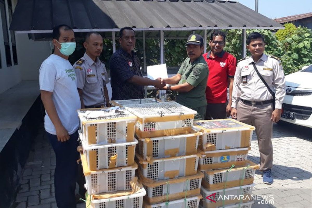Balai Karantina Bandarlampung gagalkan penyelundupan 1.187 burung