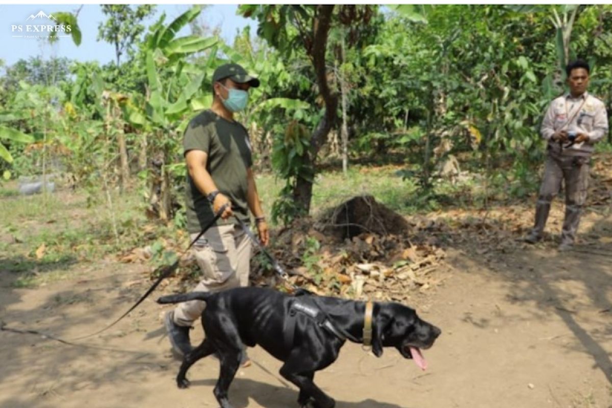 Anjing pelacak digunakan Polda Lampung tangkap penyelundup satwa