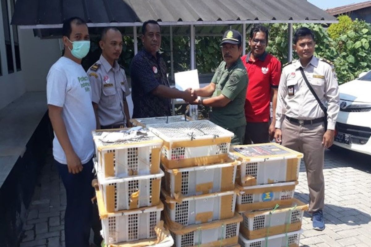 Penyelundupan 1.187 burung digagalkan, Balai Karantina Bandarlampung