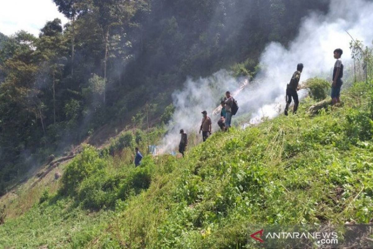 Lima hektare ladang ganja di Panyabungan Timur