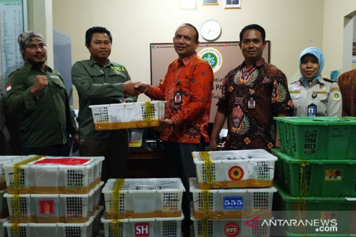 BKP Pangkalpinang serahkan 1.020 burung dilindungi ke BKSDA