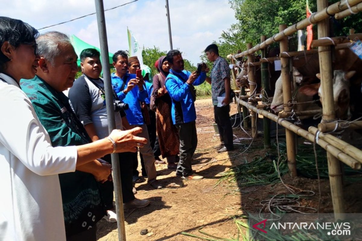 Kementan apresiasi Pergub Integrasi Sapi-Sawit di Bangka Belitung