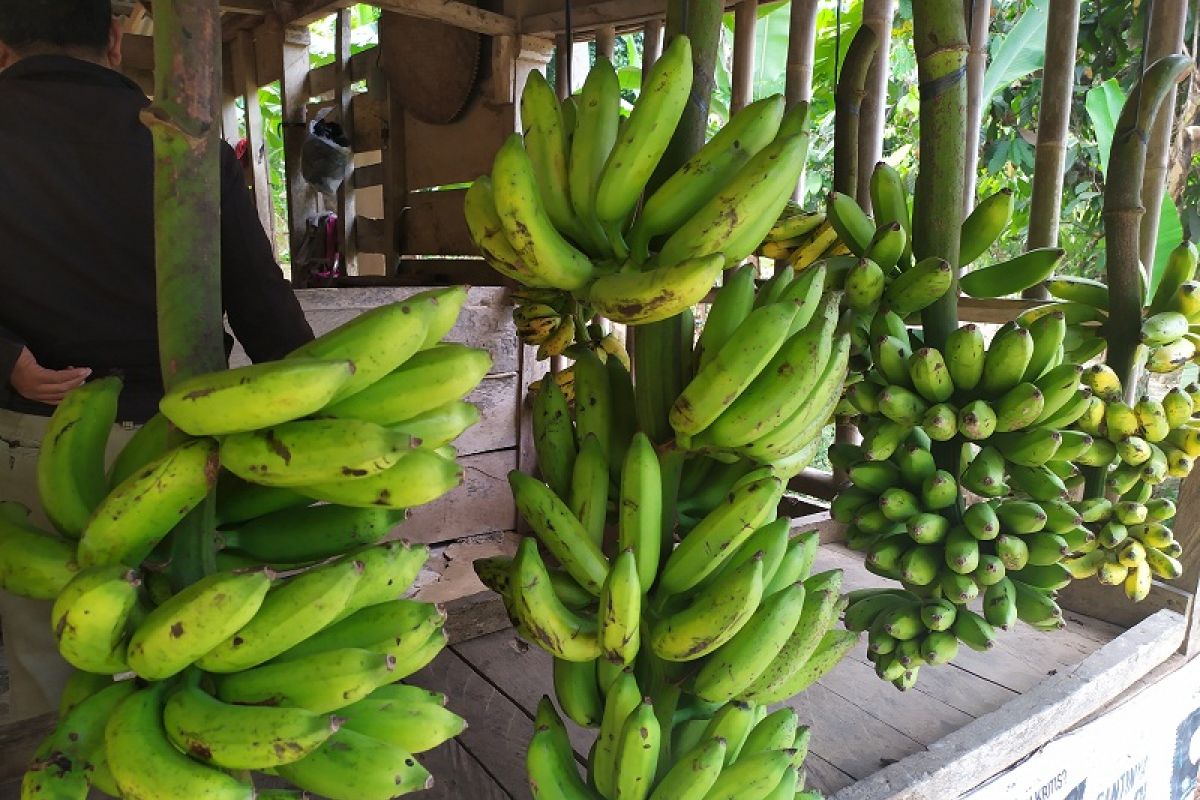 Pedagang pisang sulit peroleh pasokan akibat musim kemarau