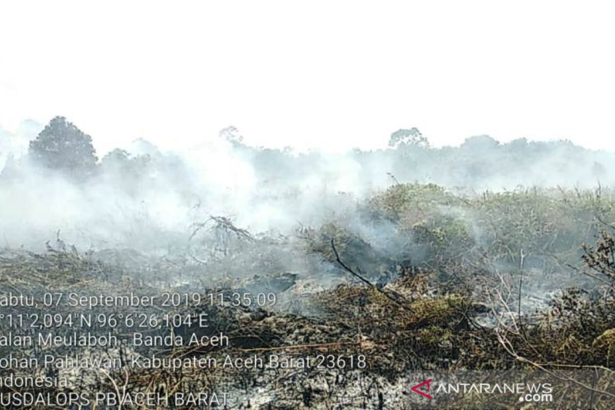 Wildfire annihilates West Aceh's 1.5-ha peatland