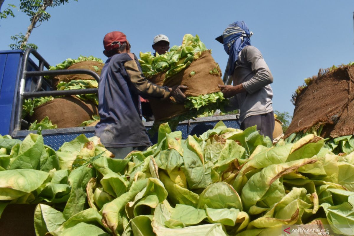 INDEF sebut industri berbasis tembakau alternatif perlu dapat insentif