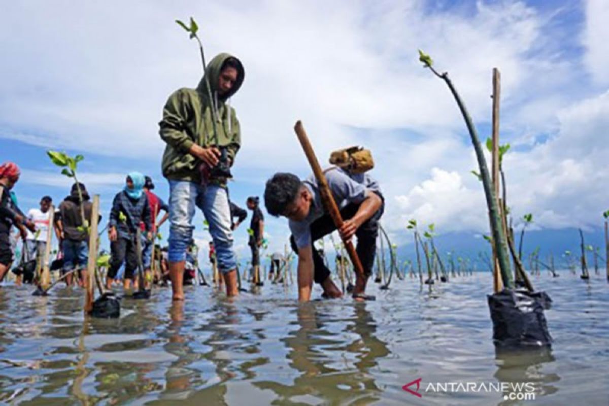 Ahli rekomendasikan agar dampak tsunami diperkecil dengan tanaman bakau